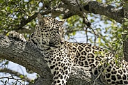 Leopard
