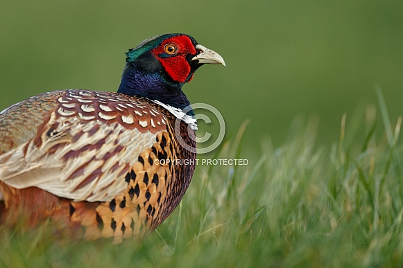 Pheasant bird a bird with beautiful colours