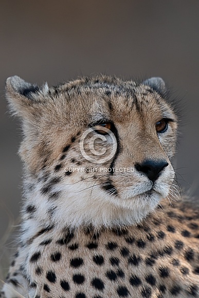 Cheetah