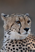 Cheetah