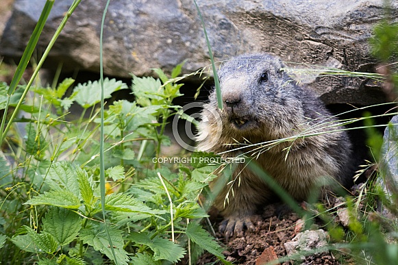 Alpine marmot