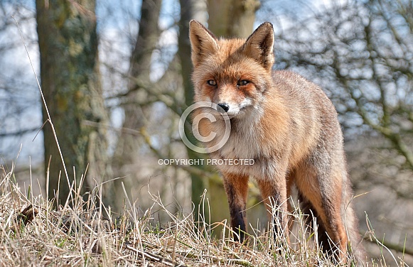 Red Fox Red Fox