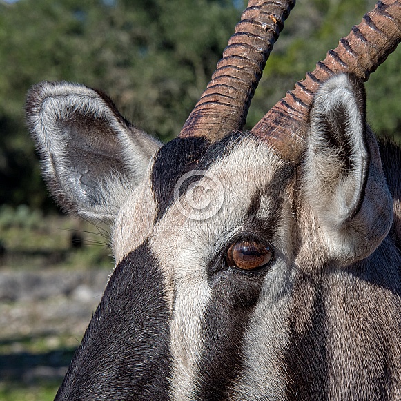 Gemsbok Close-up