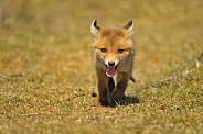 Red fox cub with a smile