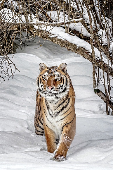 Siberian Tiger-Tiger Thicket