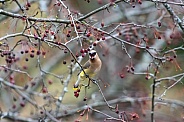 Cedar Waxwing (Bombycilla cedrorum)