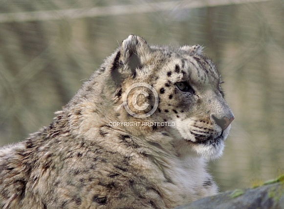 Snow Leopard