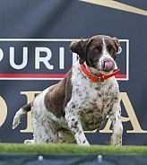 Brittany Spaniel