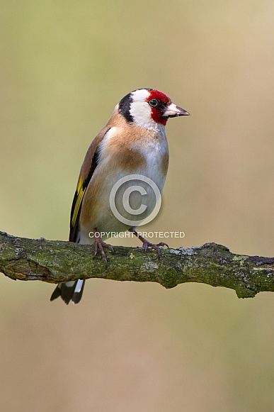 European Goldfinch, Carduelis carduelis European Goldfinch, Carduelis carduelis