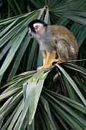 Bolivian Squirrel Monkey
