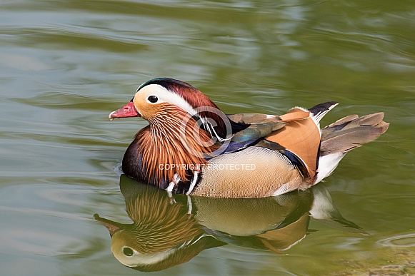 Mandarin Duck (drake)