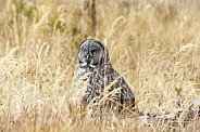 Great Grey Owl--Deep Grass Hunting