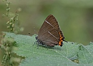 White letter Hairstreak