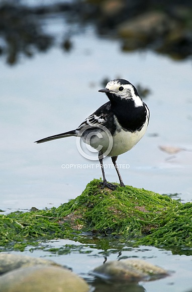 Pied Wagtail