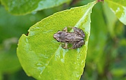 Little frog on a leaf