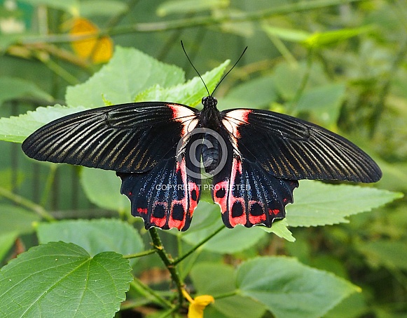 Scarlet Mormon Butterfly