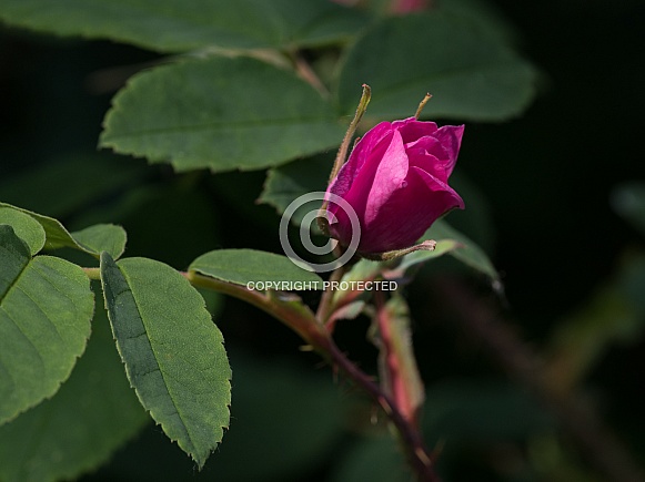 Wild Rose Bud in Alaska