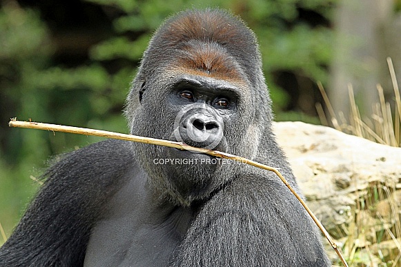 Western lowland Gorilla Western lowland Gorilla