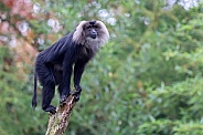 Lion-tailed macaque (Macaca silenus)