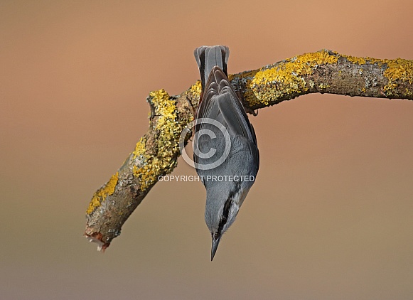 Nuthatch