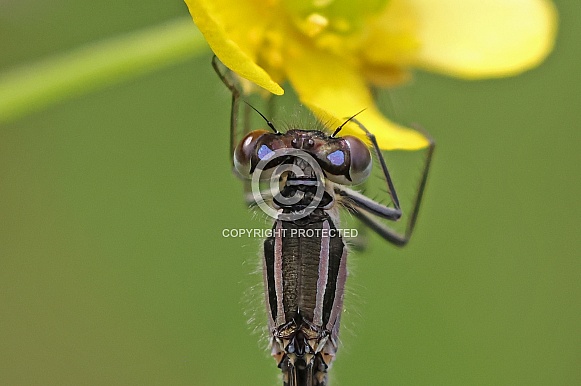 Common Damselfly