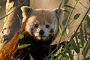 Red Panda With Bamboo