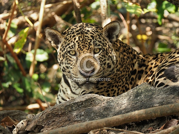Jaguar