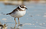 The common ringed plover or ringed plover (Charadrius hiaticula)