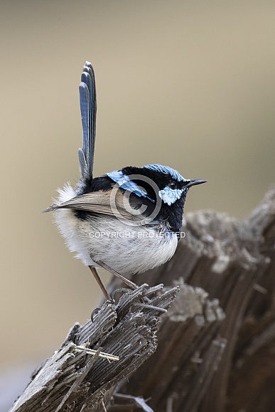 Superb fairy wren (wild)