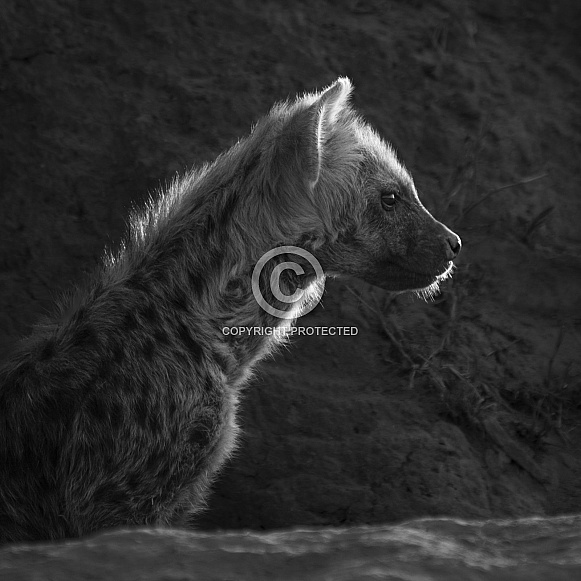 Hyena Profile