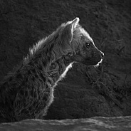 Hyena Profile