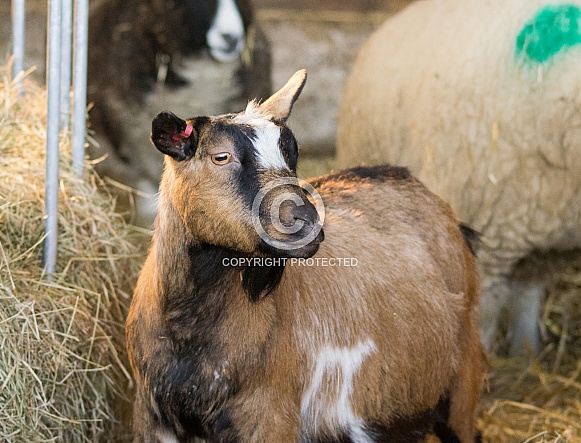 Pygmy Goat