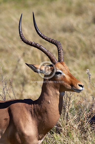 Male Impala - Okavango Delta in Botswana Male Impala - Okavango Delta in Botswana