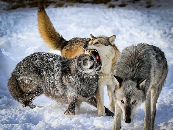 Gray or grey wolf in winter Gray or grey wolf in winter
