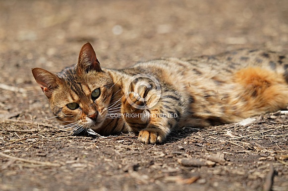 Domesticated Bengal Cat