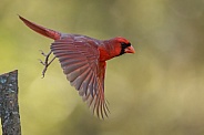 Male Northern Cardinal