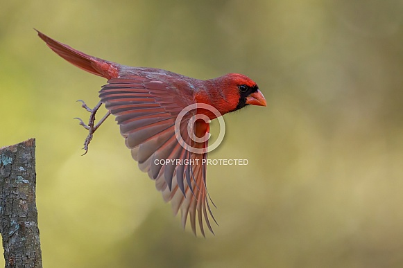 Male Northern Cardinal