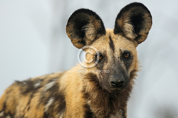 African Wild Dog (wild)