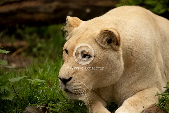 African White Lion African White Lion