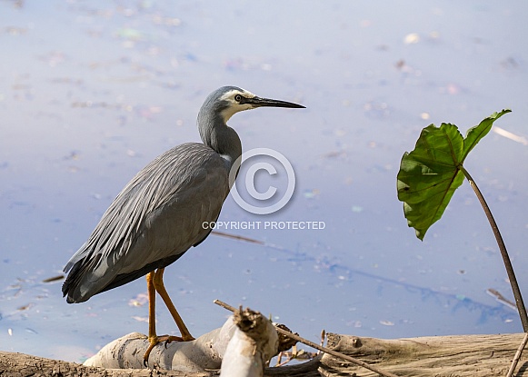 White-faced Heron