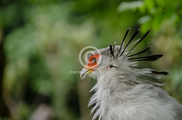 Secretarybird