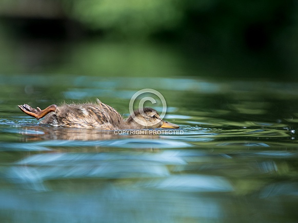 Mallard Duckling Mallard Duckling