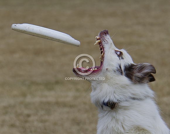 Border Collie or Australian Shepherd