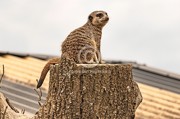 Meerkat Sitting Meerkat Sitting