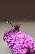 Vanessa Atlanta   Butterfly