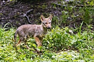 wolf pup walking in the vegetation