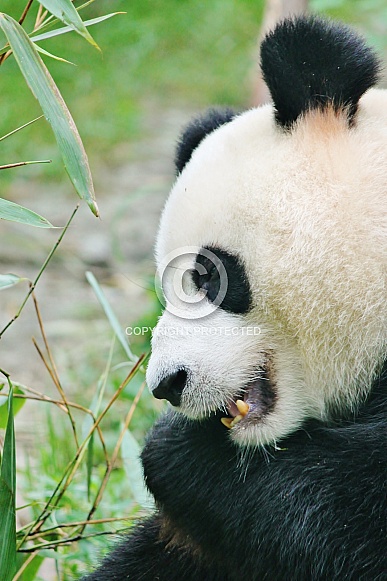 Giant Panda Giant Panda