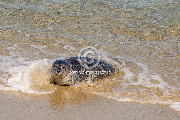 Harbor Seal Pup in the Beach Surf