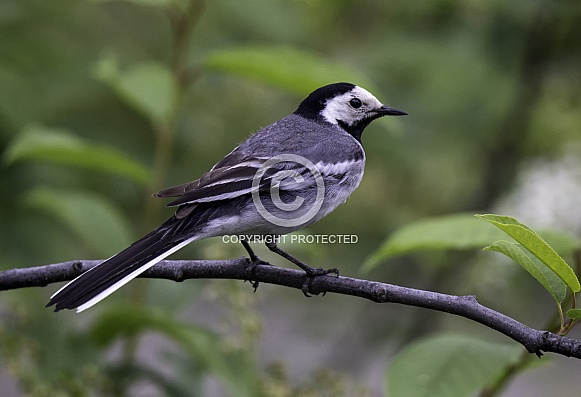 White wagtail White wagtail