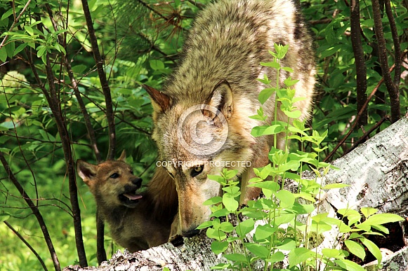 Wolf and Wolf Pups